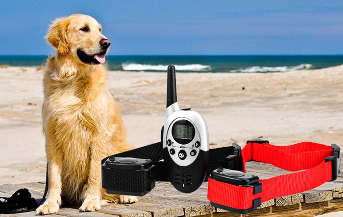 Remote Controlling Your Dogs