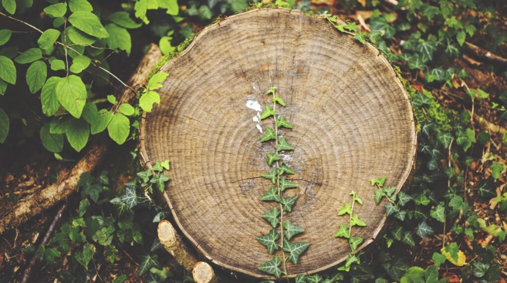 Why should I remove the tree stump?